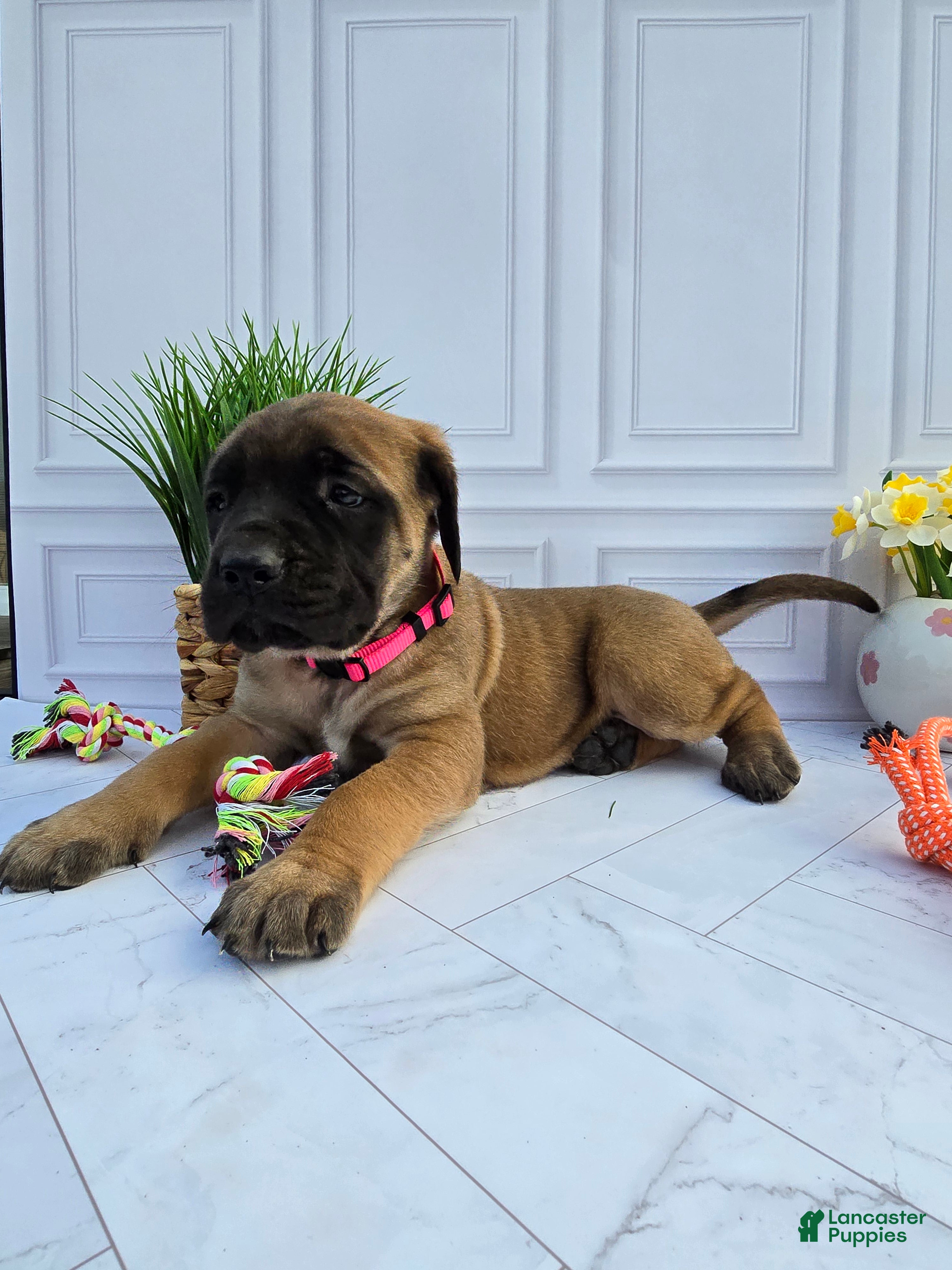 English Mastiff dogs English Mastiff Puppy 5 - Ad 1