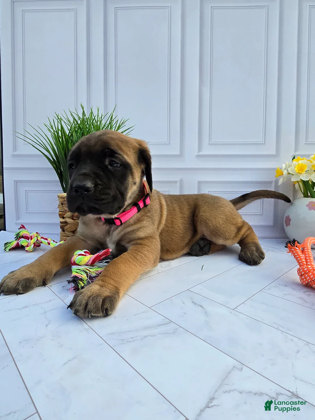 English Mastiff dogs for sale: English Mastiff Puppy 5 - Ad 1