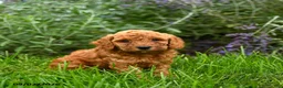Miniature Poodle dogs for sale: Theodore - Ad 3