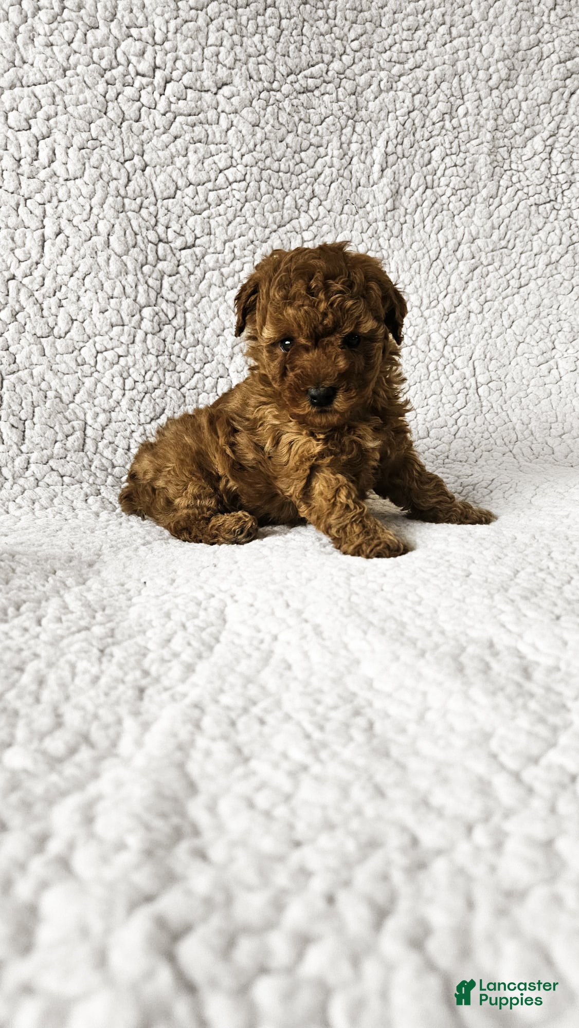 Toy Poodle dogs Brittany - Ad 1