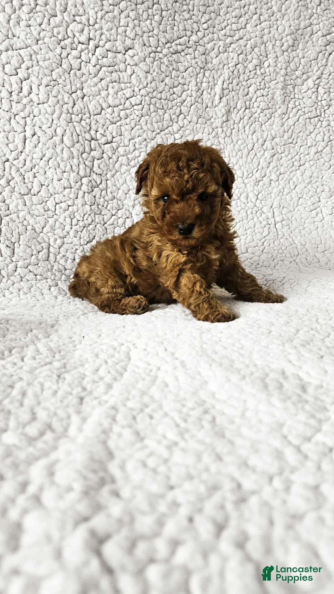 Toy Poodle dogs for sale: Brittany - Ad 1