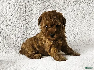 Toy Poodle dogs for sale: Brittany - Ad 1