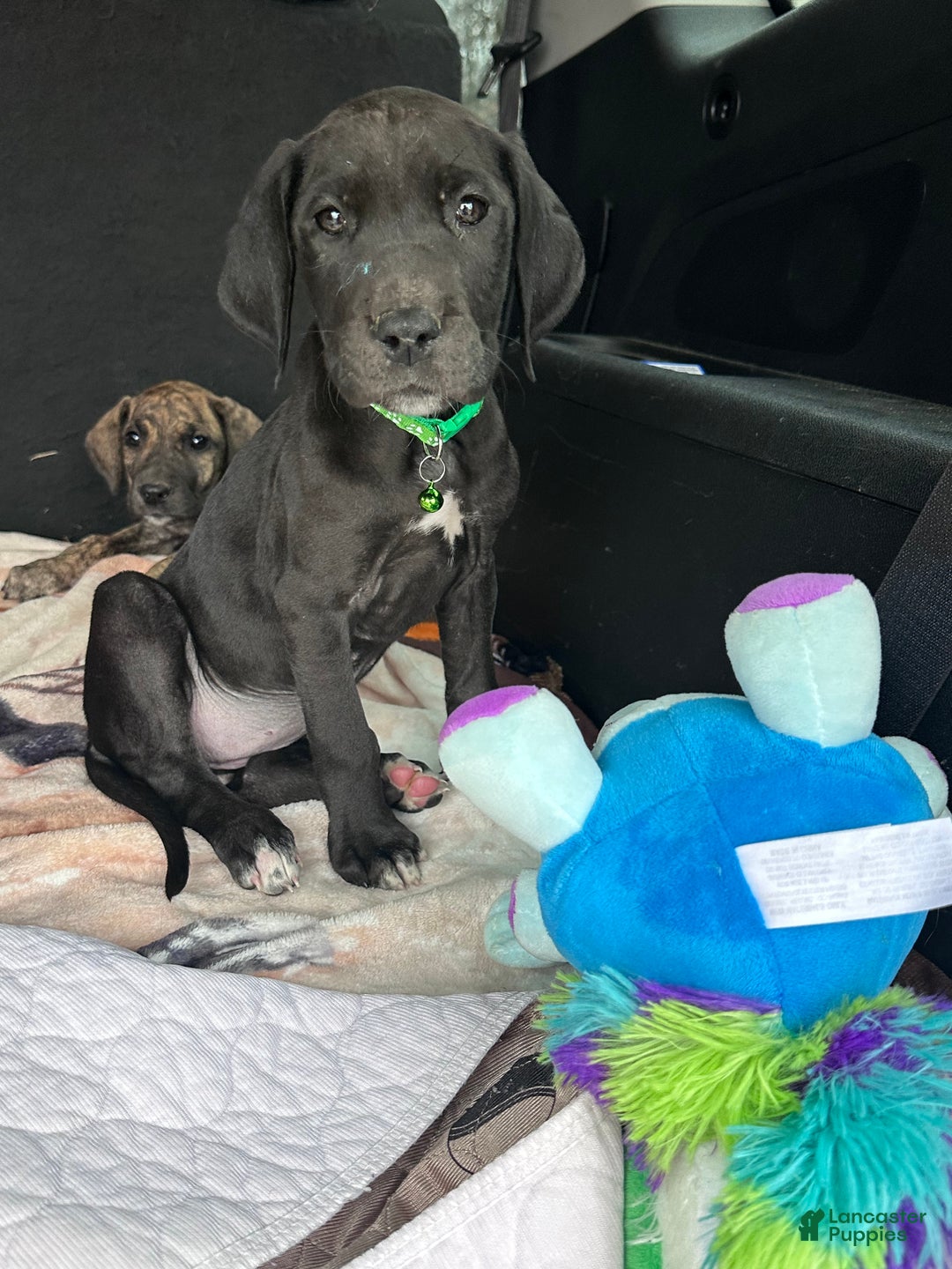 Great Dane dogs for sale: Shadow  - Ad 4