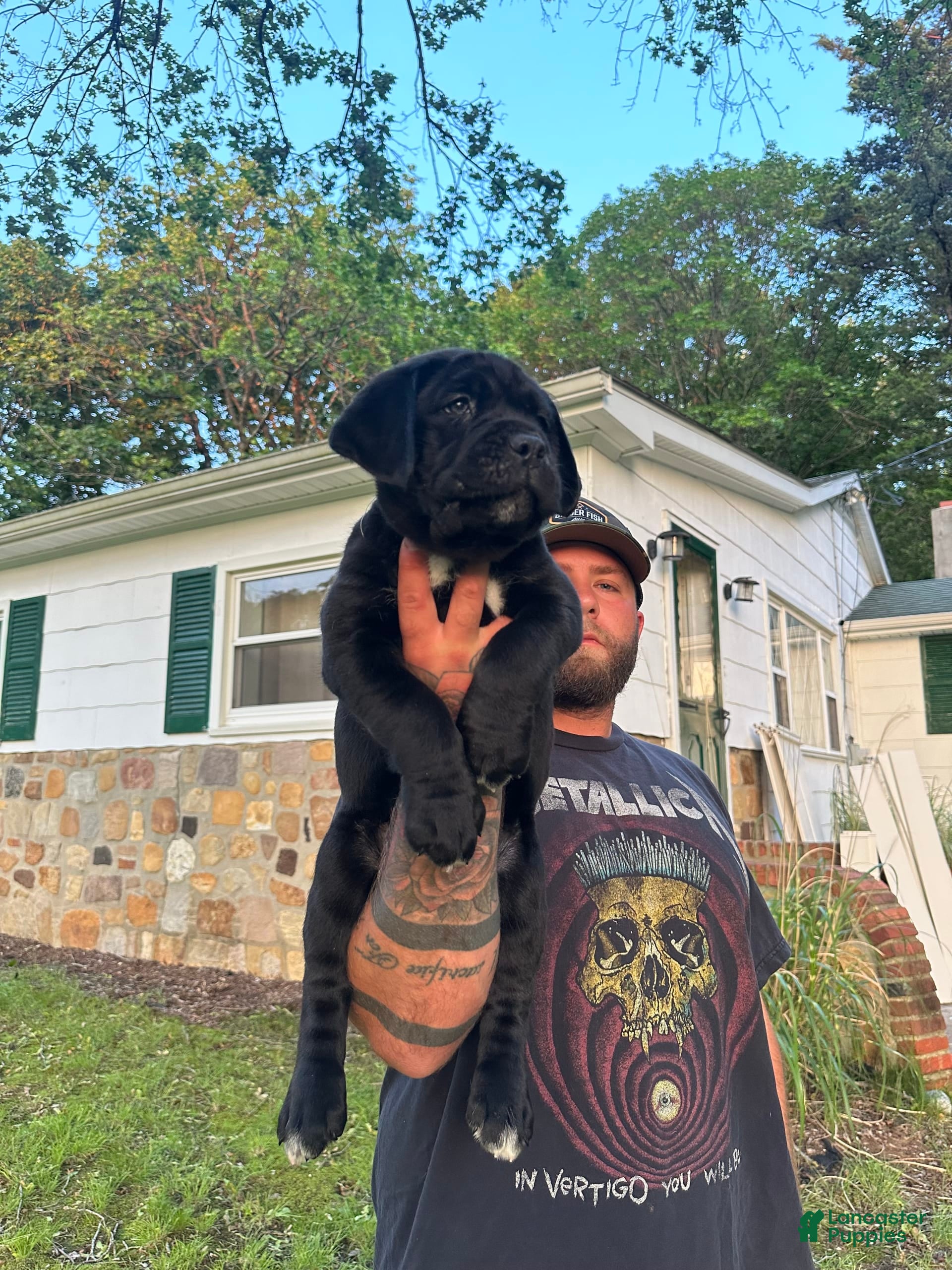 Cane Corso Guard Dogs For Kids Dog White Cane Corso Puppies For