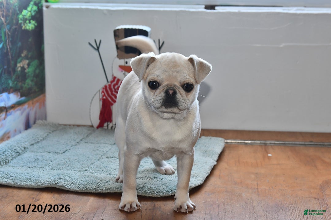 Pug dogs for sale: Rosie - Ad 4