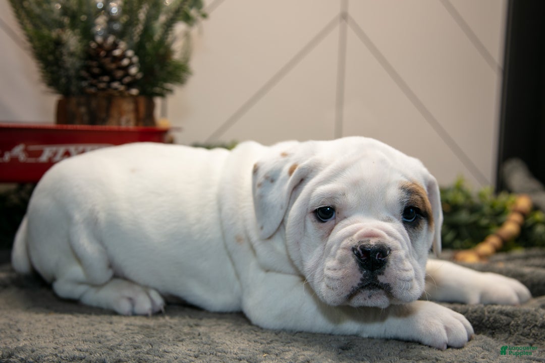 Mixed Breed dogs for sale: Sven - Ad 2