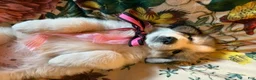 Great Pyrenees dogs for sale: Ember - Ad 4
