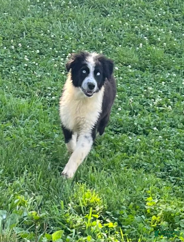 Australian Shepherd dogs Australian Shepherd Puppy 2 - Ad 2
