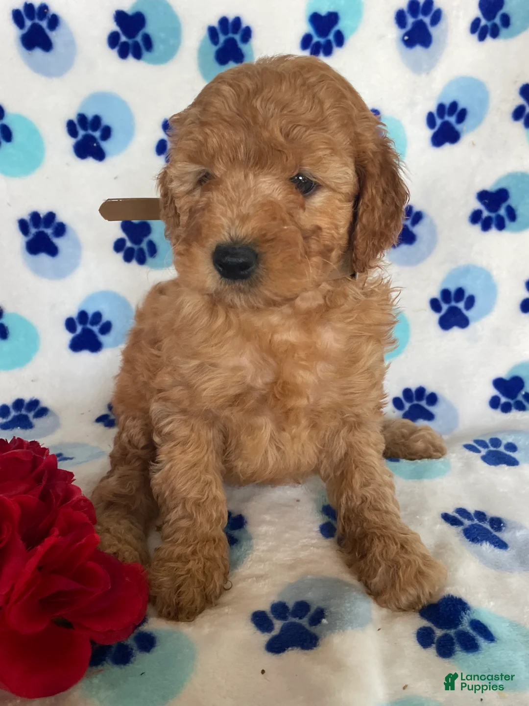 Mini Goldendoodle dogs for sale: Charlie - Ad 2