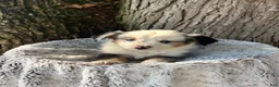Miniature Australian Shepherd dogs for sale: Milo - Ad 4