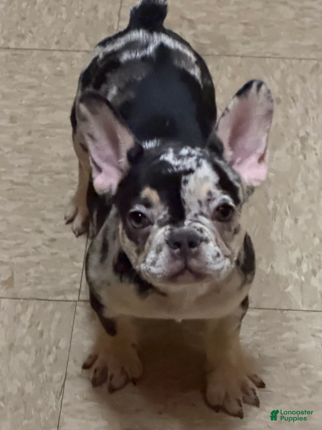 French Bulldog dogs for sale: French Bulldog Puppy 3 - Ad 2