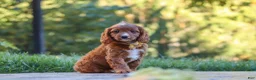 Cavapoo dogs for sale: Blake - Ad 6