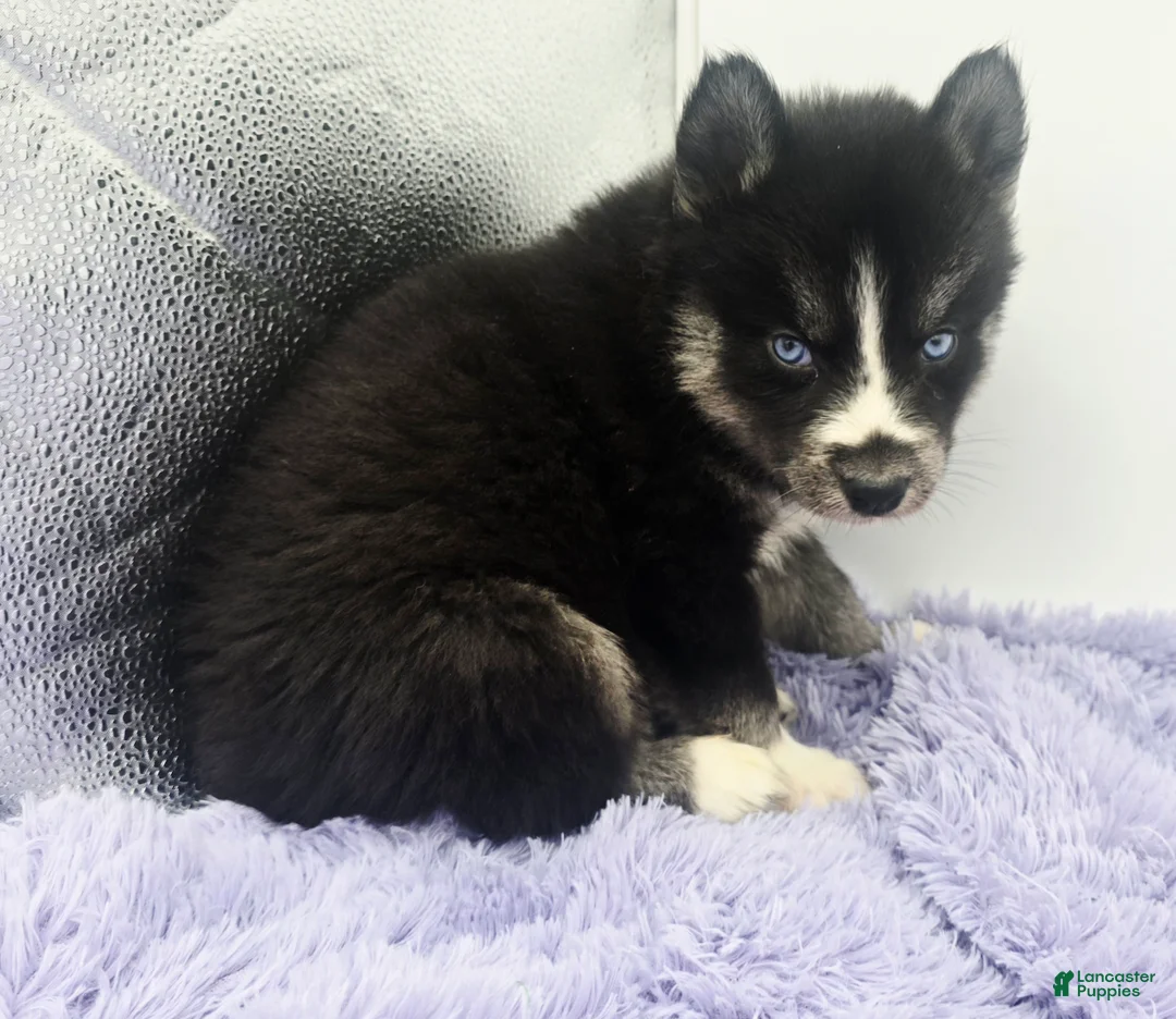 Siberian Husky dogs for sale: Checkers - Ad 2