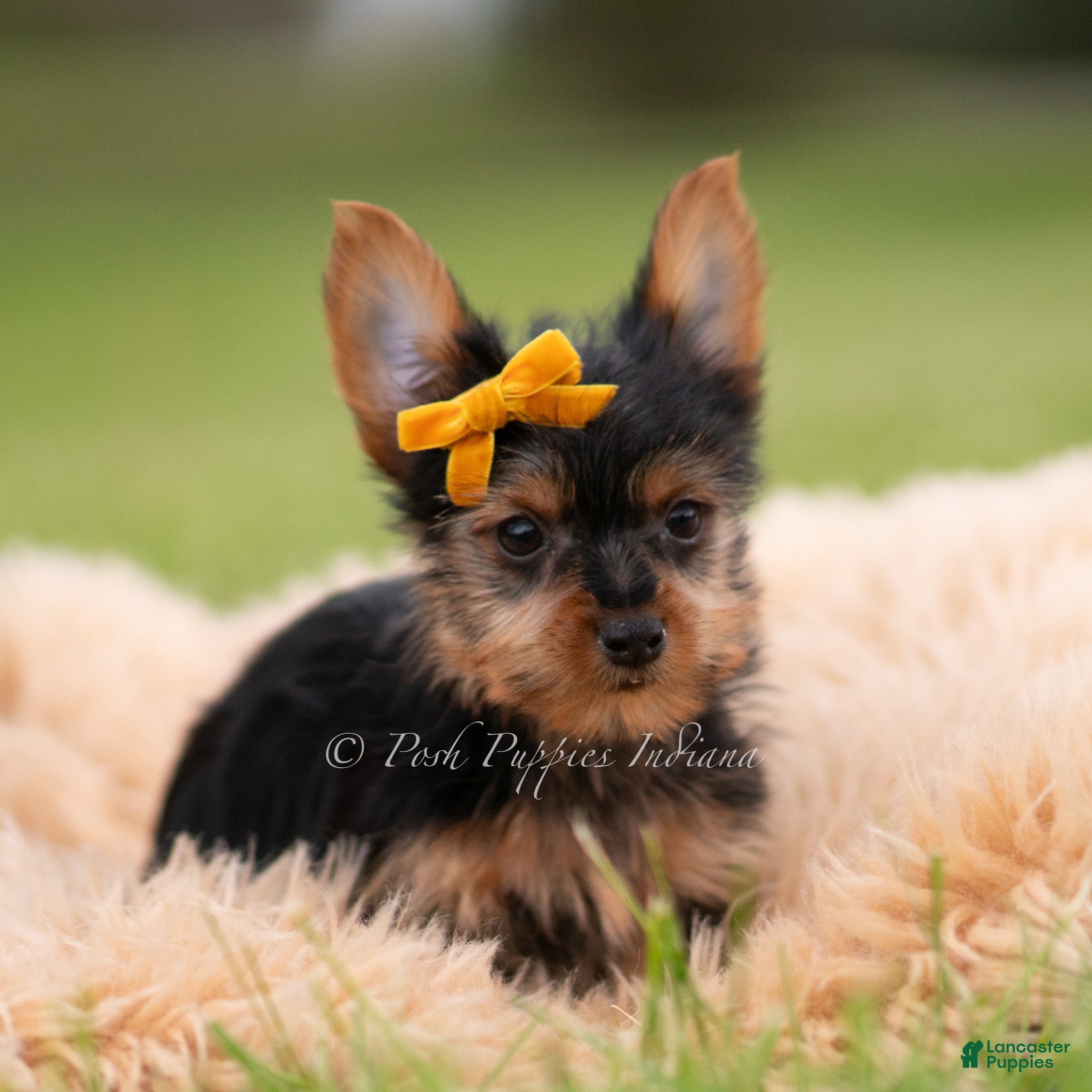 Yorkshire Terrier dogs Zeke - Ad 29