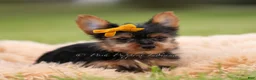 Yorkshire Terrier dogs for sale: Zeke - Ad 1
