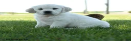 Golden Retriever dogs for sale: Lukas - Ad 3