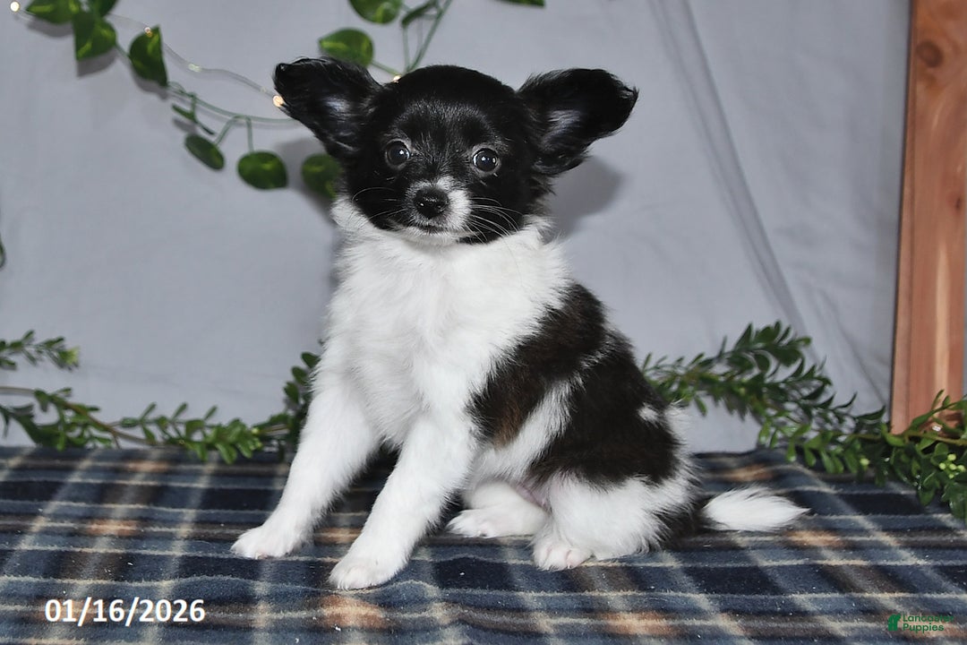 Papillon dogs for sale: Cuddles - Ad 4