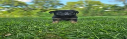 German Shepherd dogs for sale: Mindy - Ad 2
