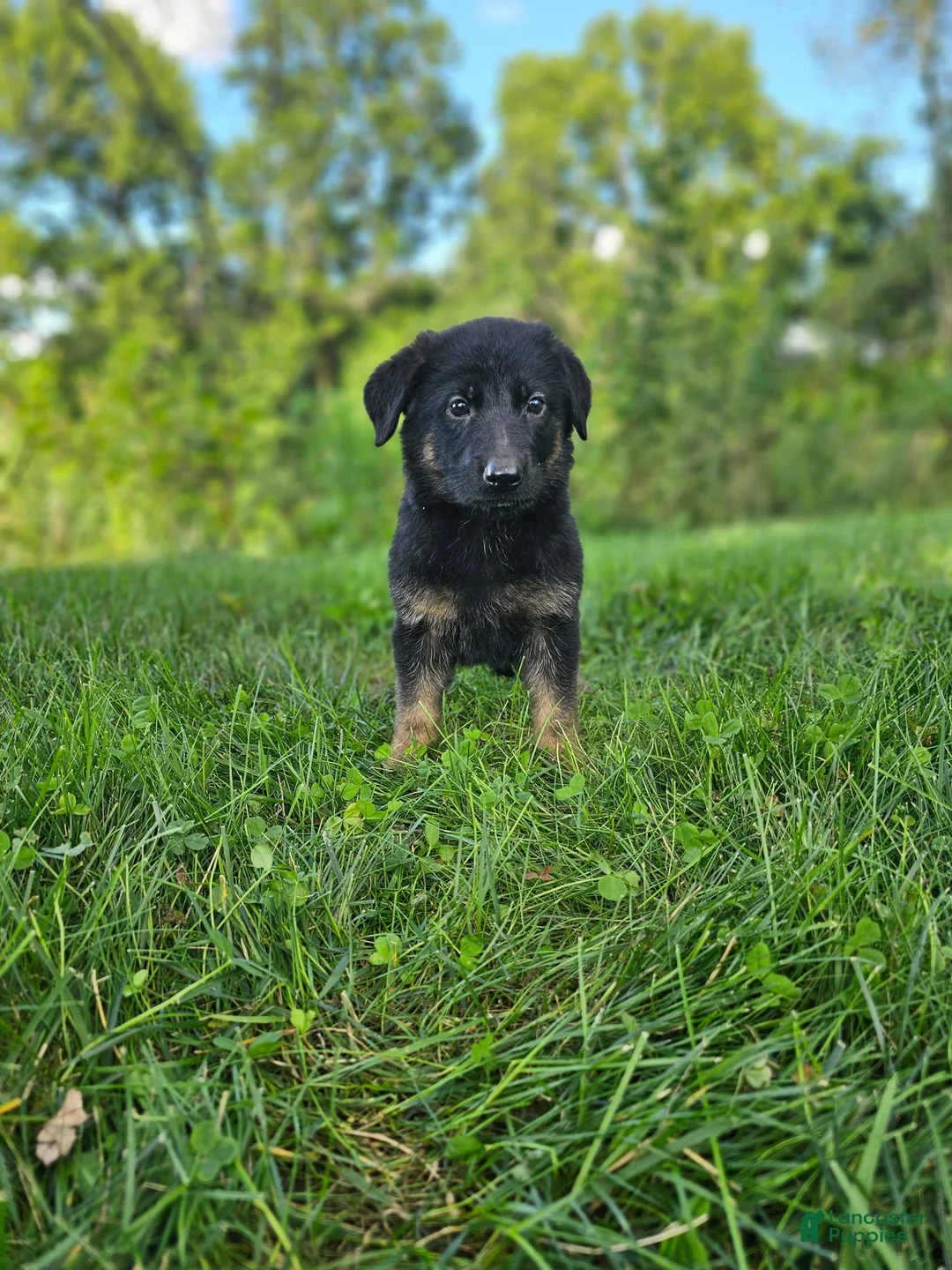 German Shepherd dogs for sale: Mindy - Ad 2