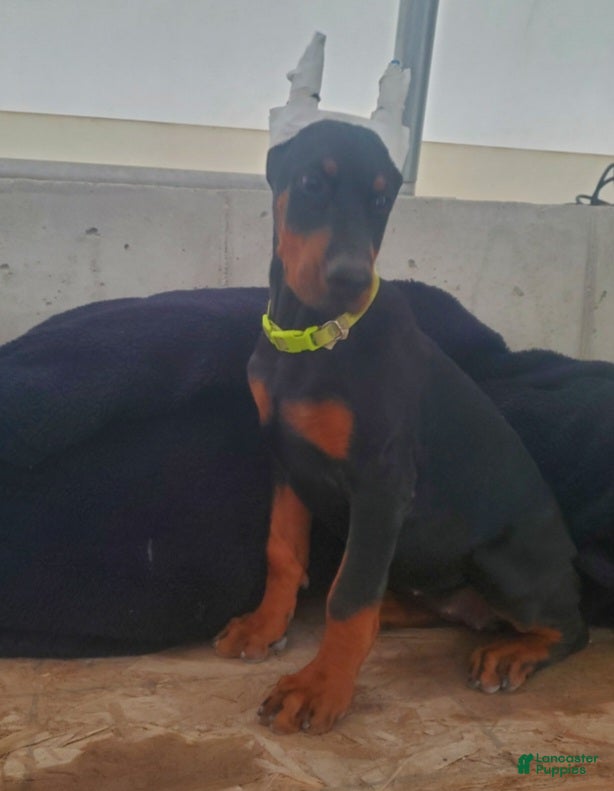 Doberman Pinscher dogs Sheba - Ad 1