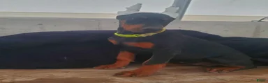 Sheba