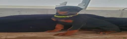 Doberman Pinscher dogs for sale: Sheba - Ad 1