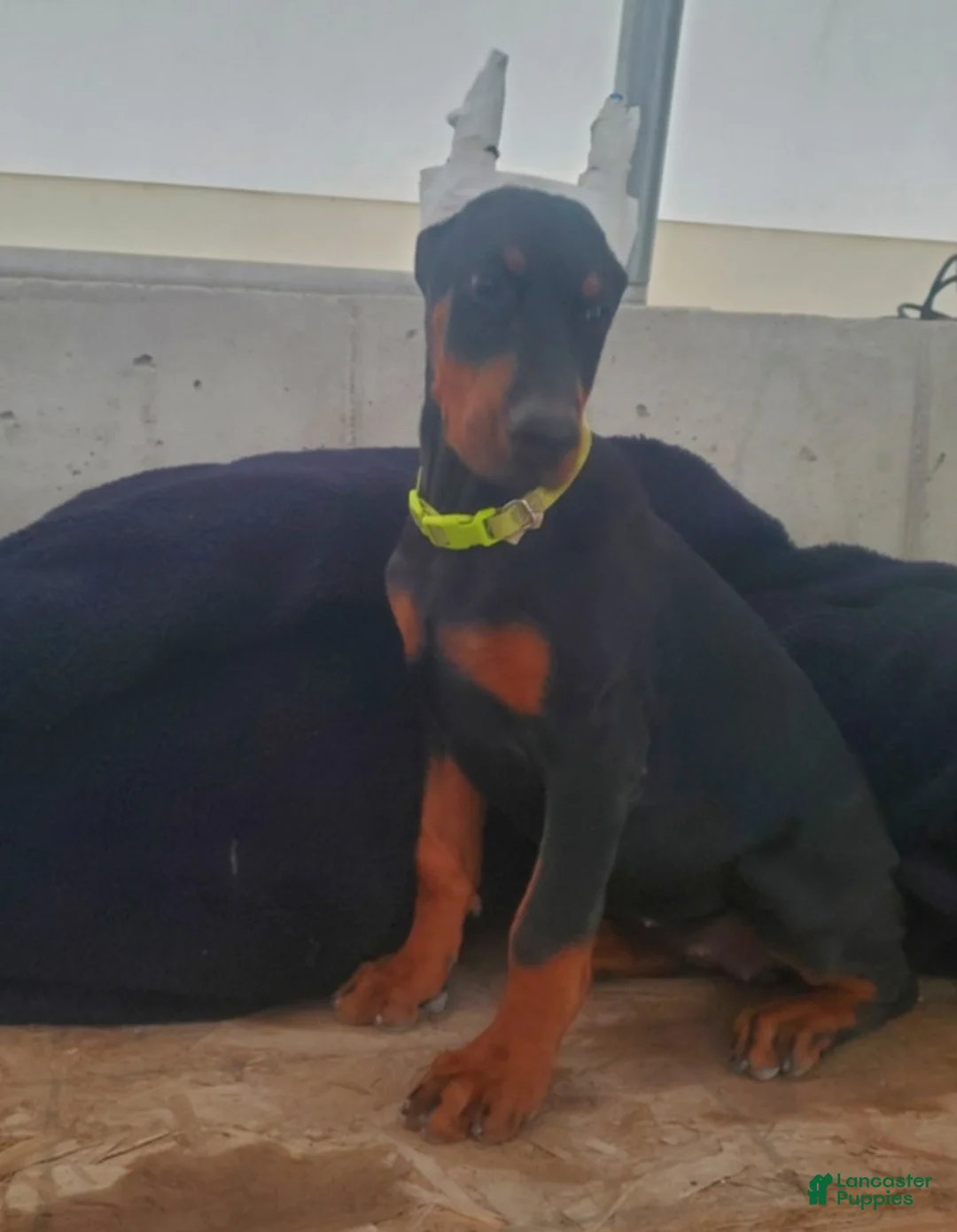 Doberman Pinscher dogs for sale: Sheba - Ad 1