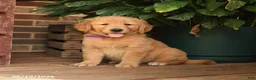 Golden Retriever dogs for sale: Cory - Ad 1