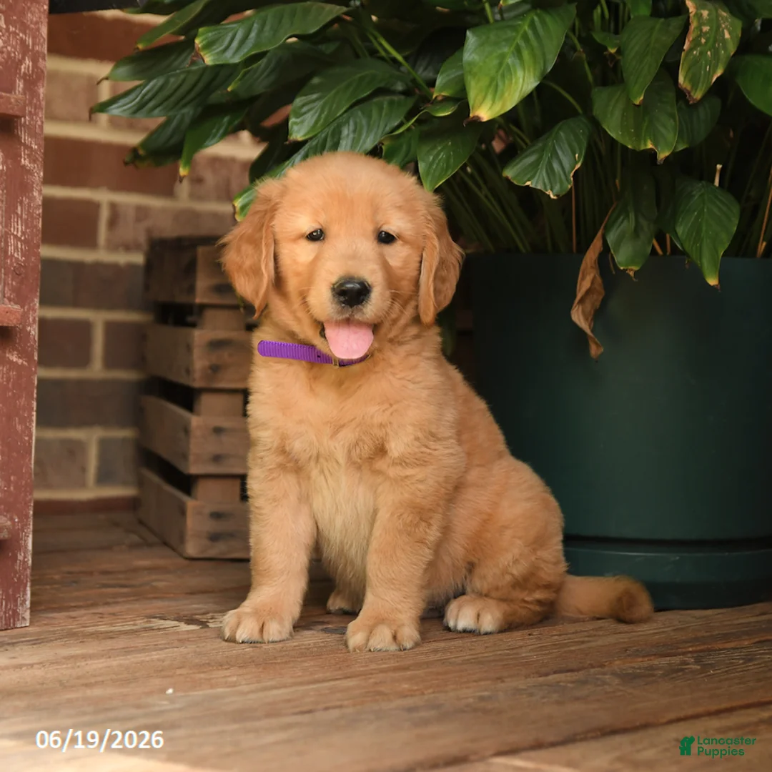 Golden Retriever dogs for sale: Cory - Ad 1
