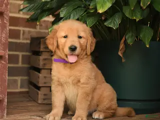 Golden Retriever dogs for sale: Cory - Ad 2