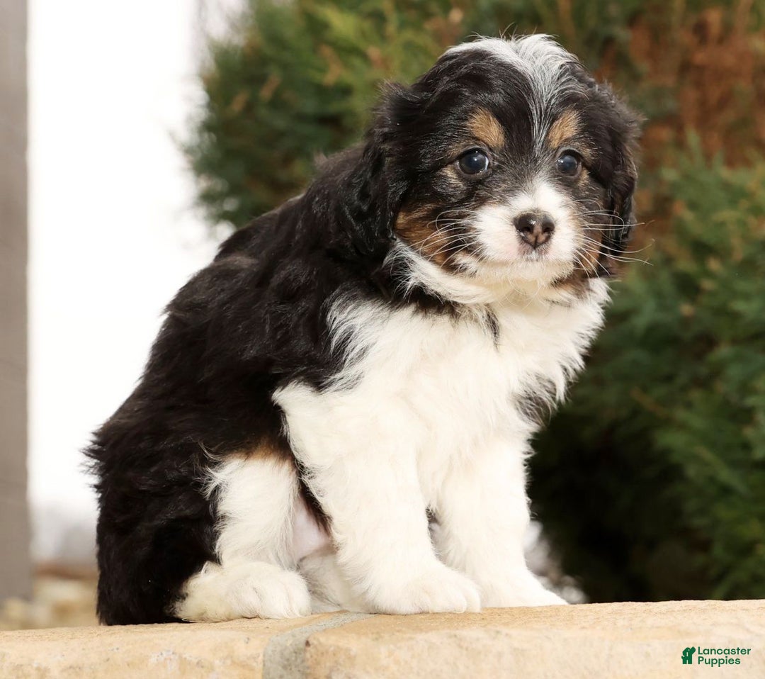 Mini Aussiedoodle dogs for sale: West - Ad 3