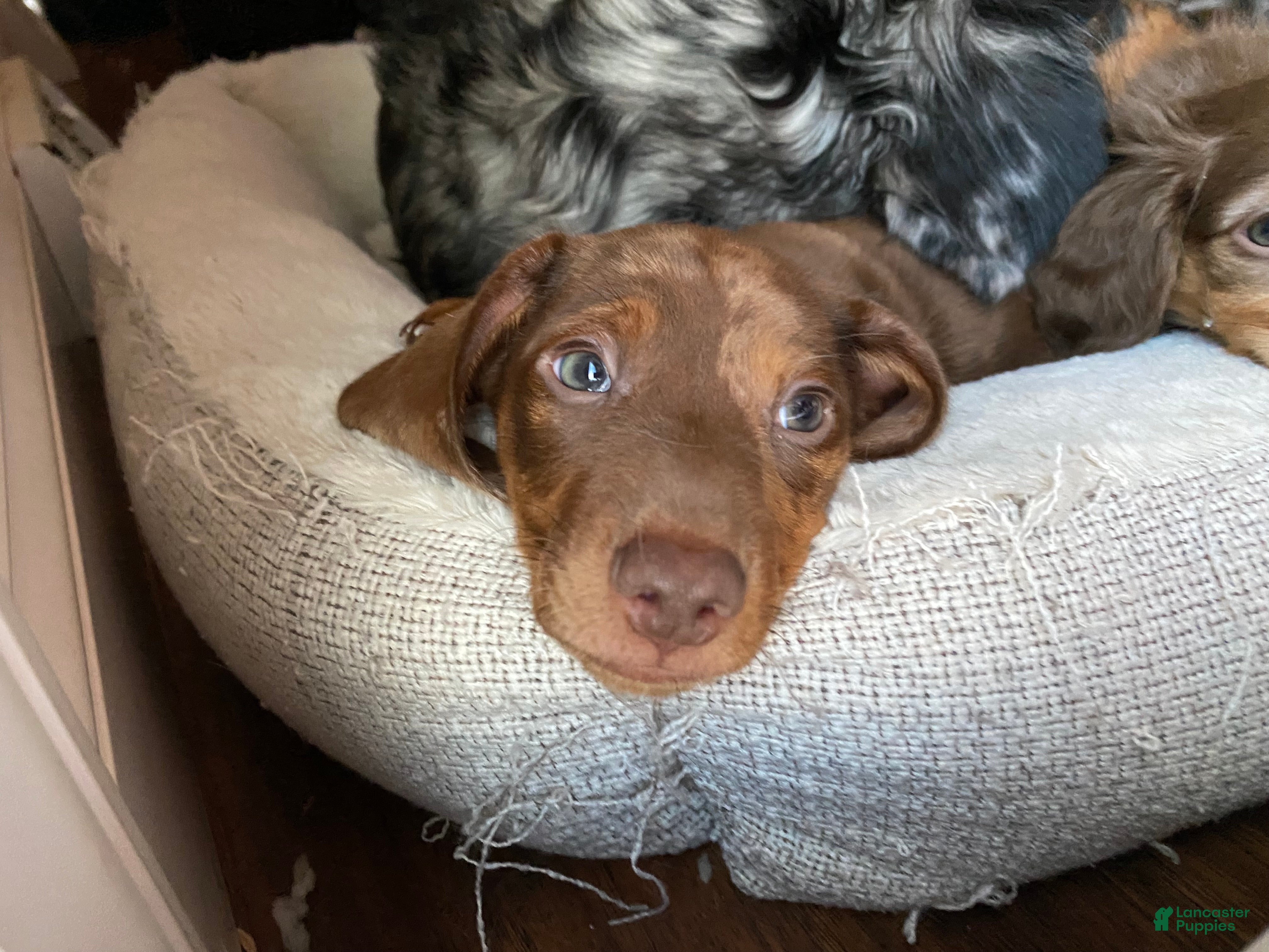 Miniature Dachshund dogs Arthur 👑 - Ad 1