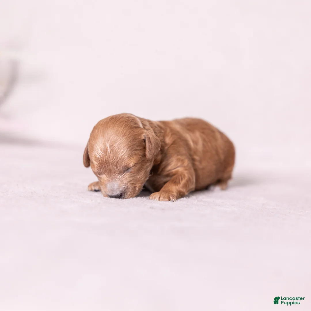 Miniature Poodle dogs for sale: Triumph - Ad 4