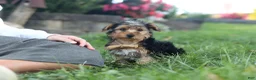 Yorkiepoo dogs for sale: Myles - Ad 8