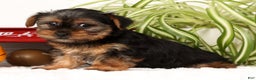 Yorkshire Terrier dogs for sale: Bowie - Ad 5