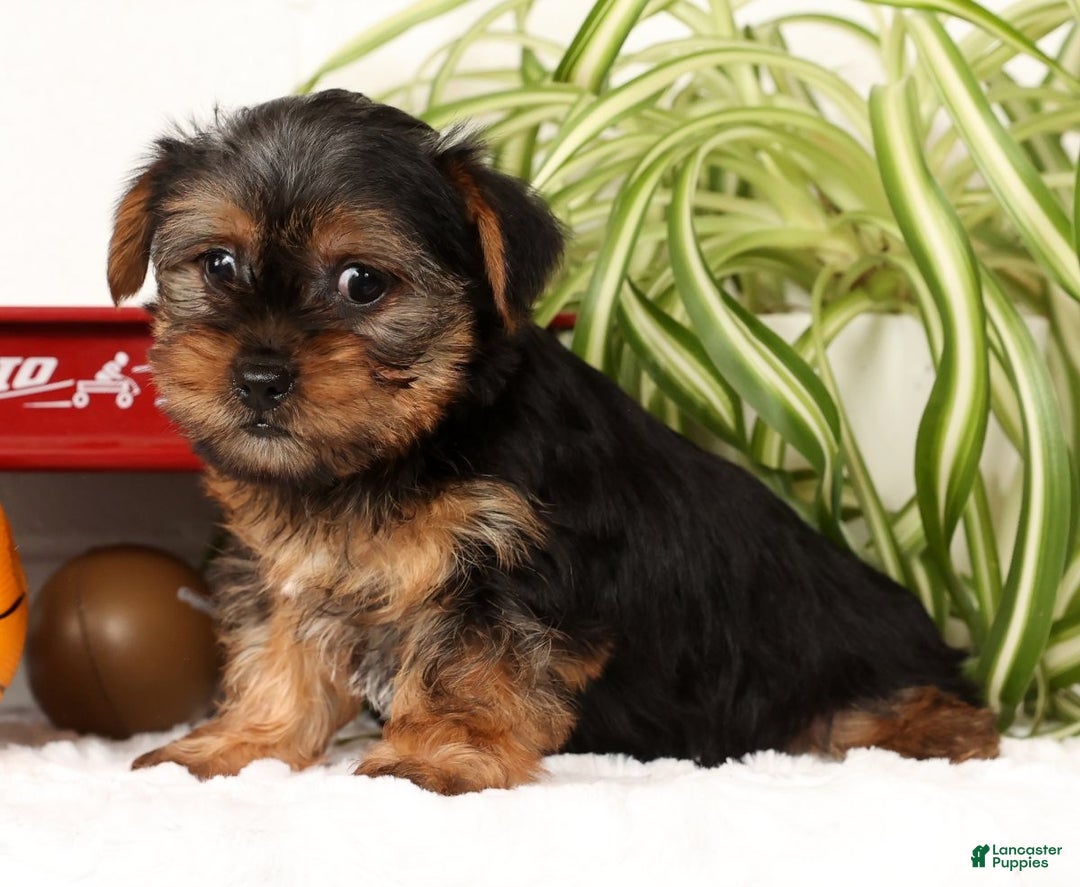 Yorkshire Terrier dogs for sale: Bowie - Ad 5