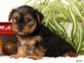 Yorkshire Terrier dogs Bowie - Ad 31