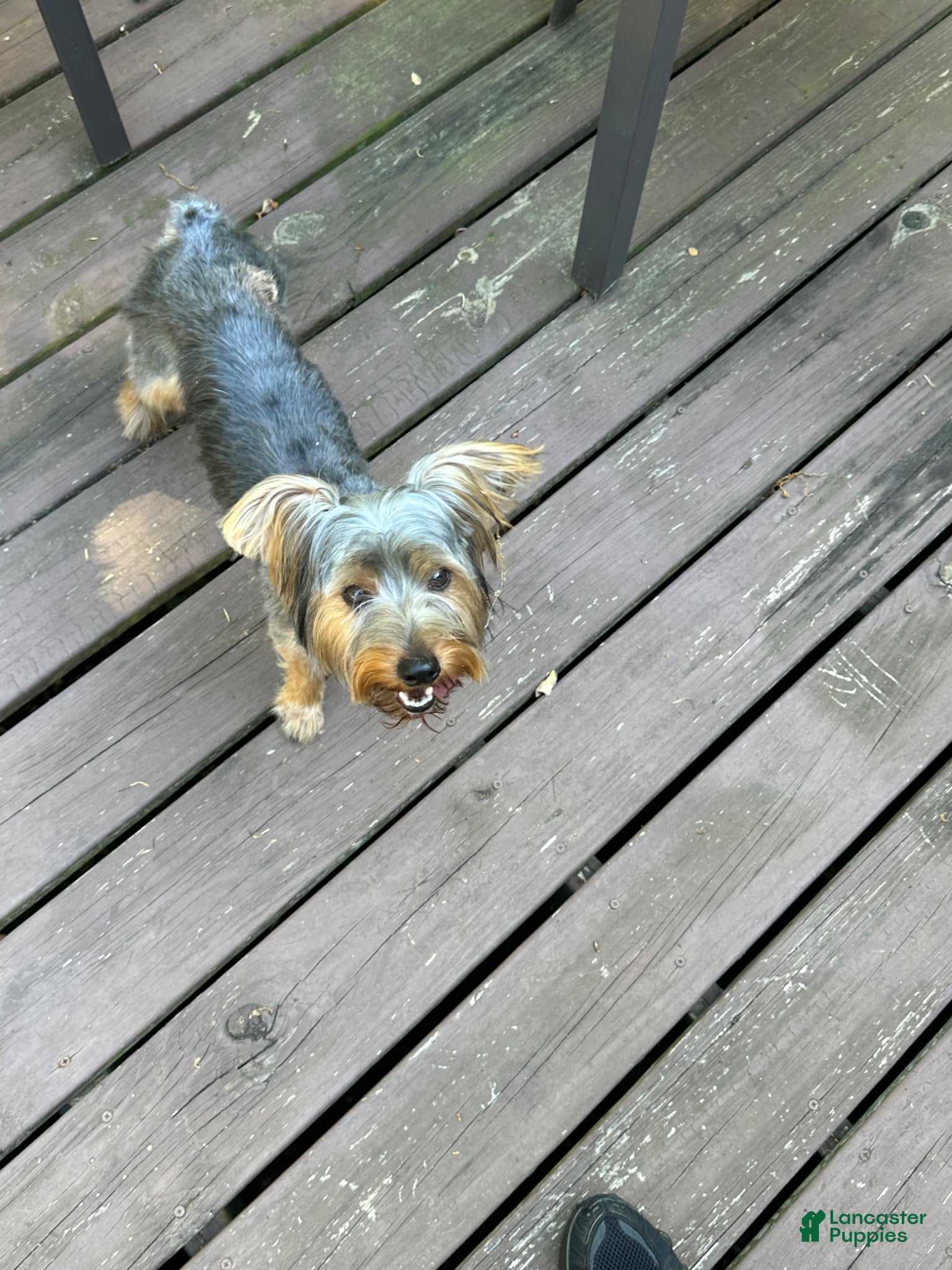 Yorkshire Terrier dogs Yorkshire Terrier Puppy 1 - Ad 2