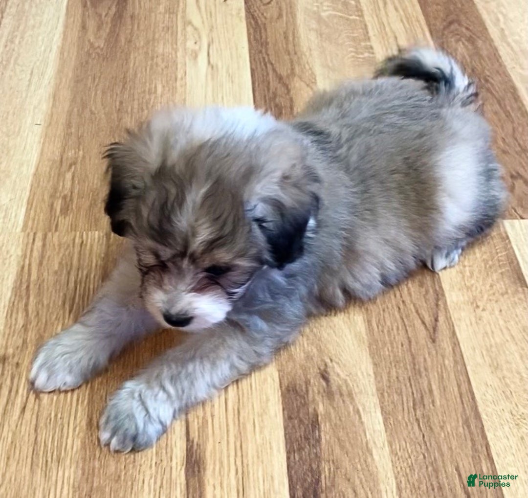 Mini Aussiedoodle dogs for sale: Charlie - Ad 1