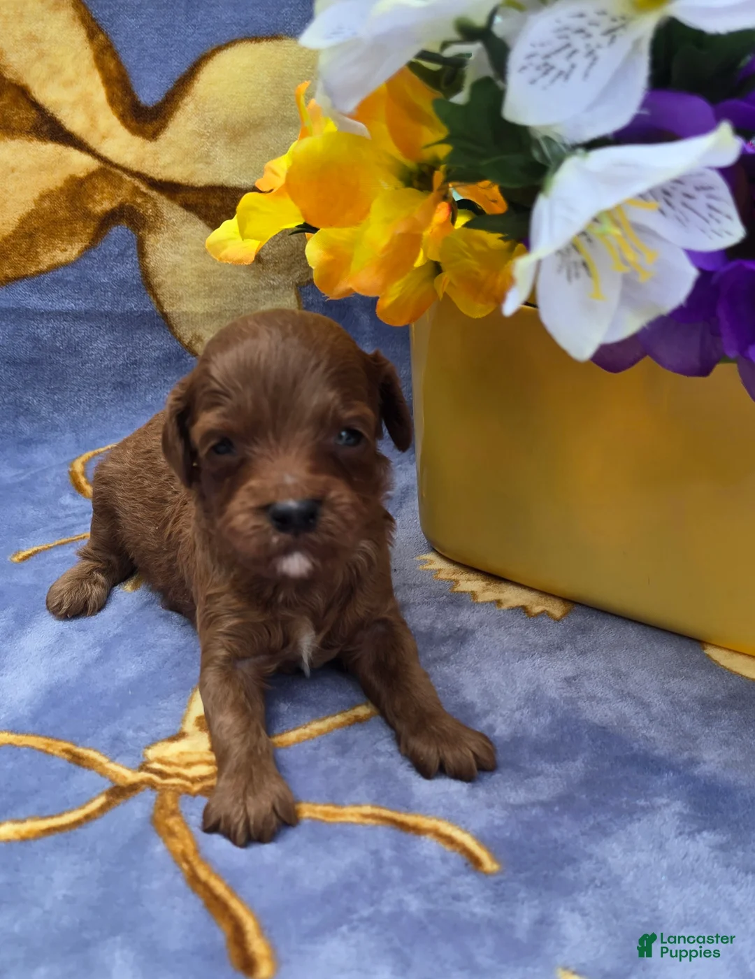 Cavapoo dogs for sale: Bali - Ad 2