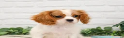 Cavalier King Charles Spaniel dogs for sale: Keanu  - Ad 3