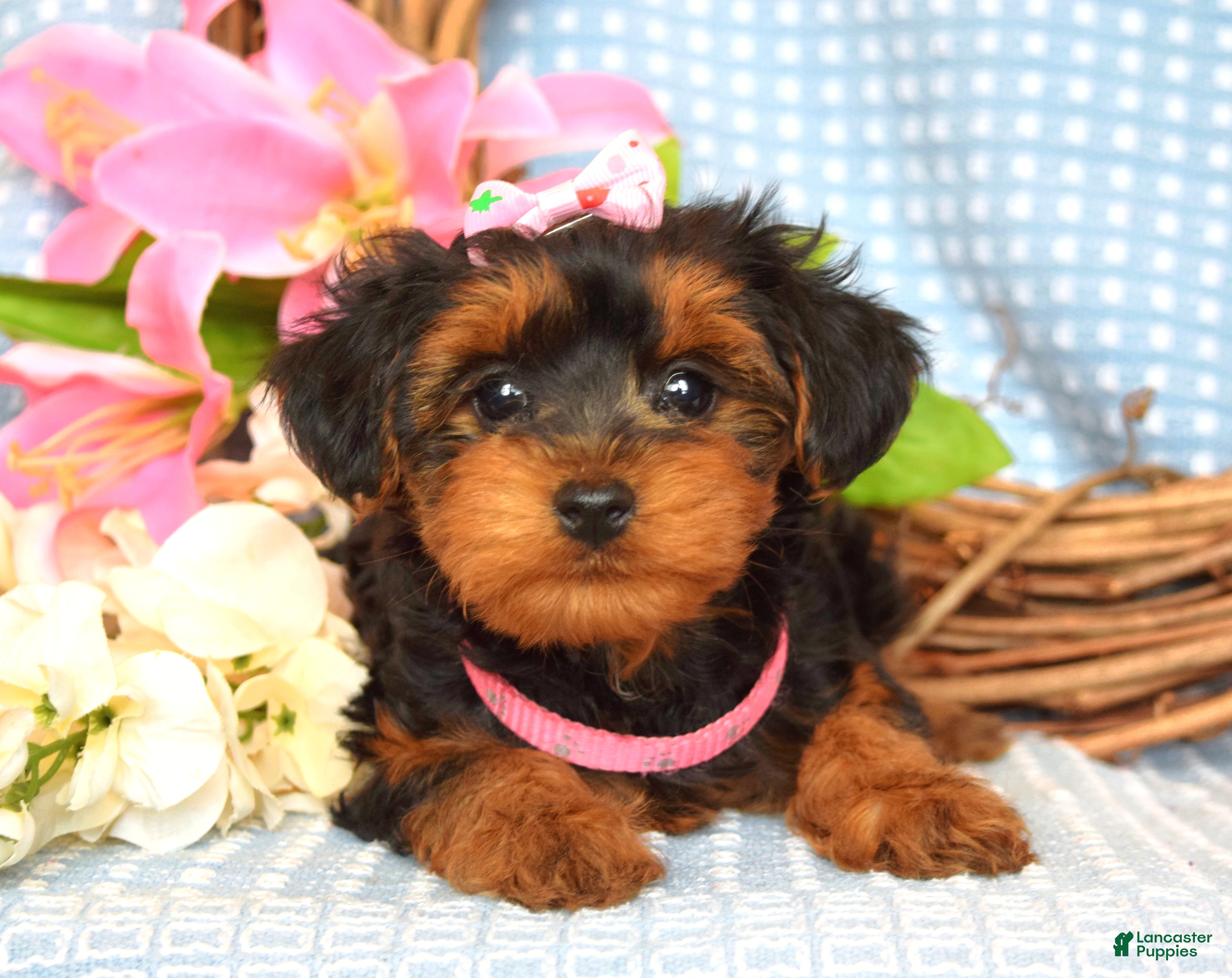 Yorkiepoo dogs Lola - Ad 1