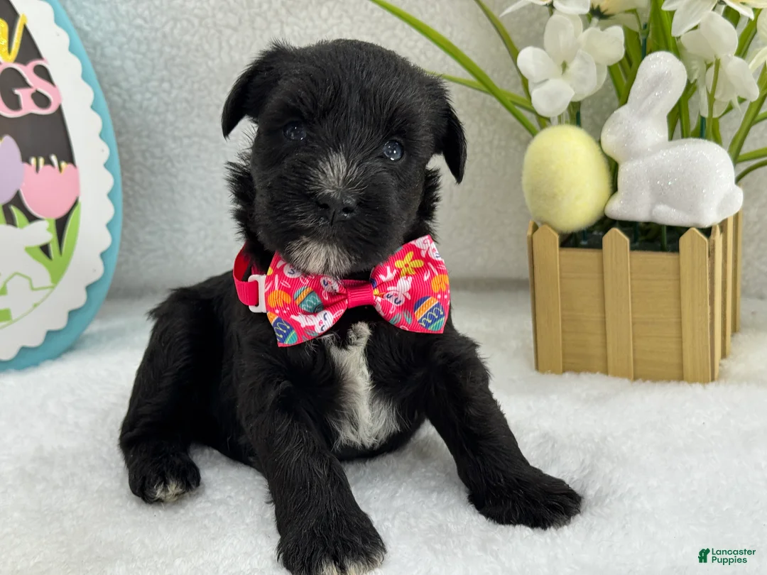 Miniature Schnauzer dogs for sale: Bleu Female 3 Blue Eyes - Ad 4