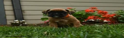 Boxer dogs for sale: Pepper - Ad 2