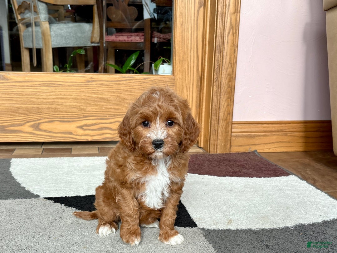 Cavapoo dogs for sale: Cavapoo F1b Female Puppy 4 - Ad 5