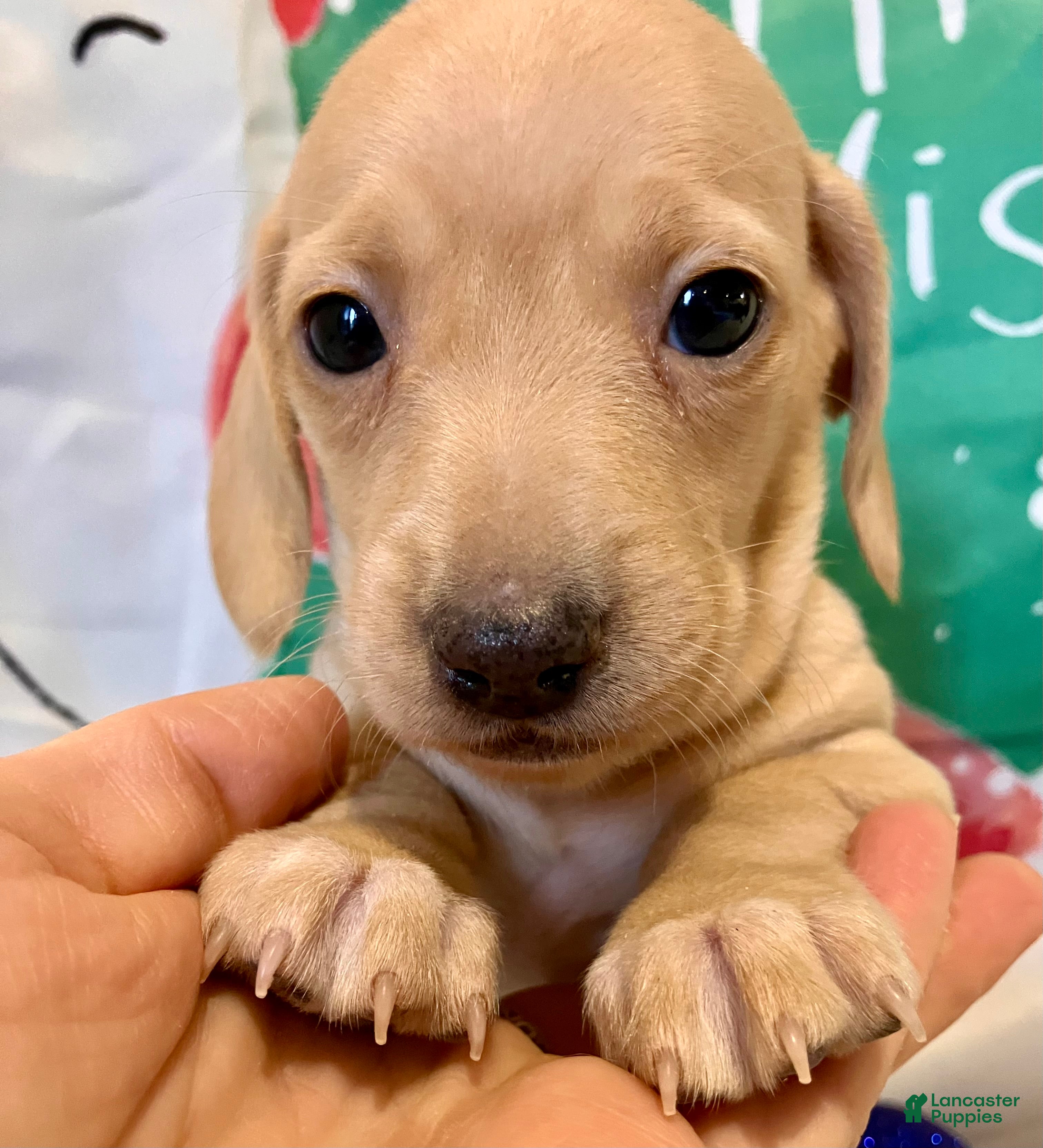 Miniature Dachshund dogs Blanche of Devereaux - Ad 24