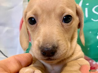 Miniature Dachshund dogs Blanche of Devereaux - Ad 31