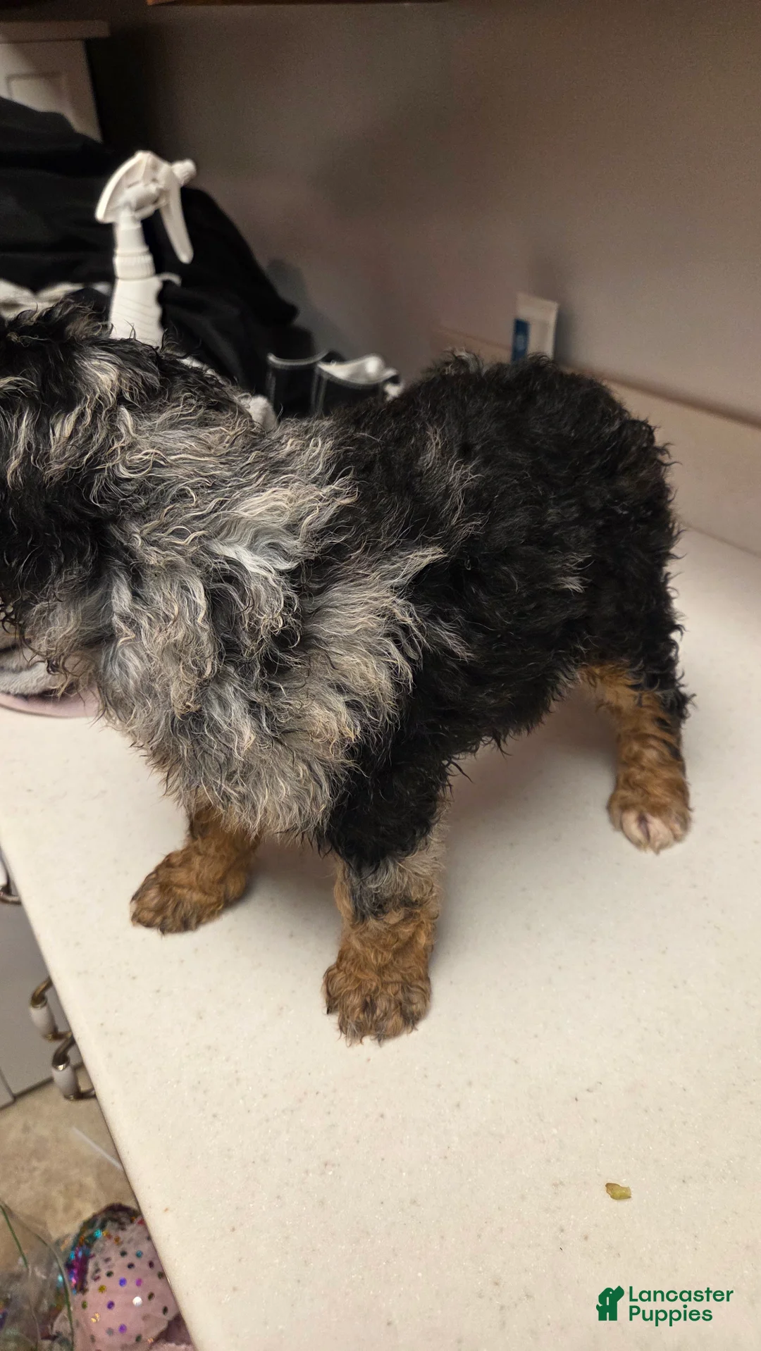 Bernedoodle dogs for sale: Bernedoodle Puppy 4 - Ad 3