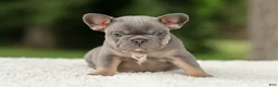 French Bulldog dogs for sale: Duke - Ad 6