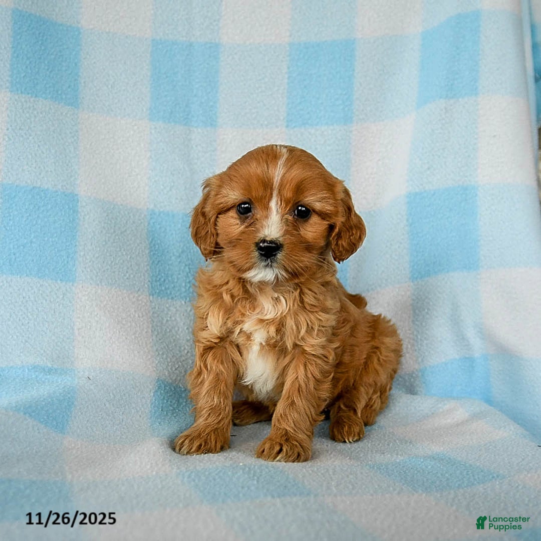 Cavapoo dogs for sale: Smores - Ad 1